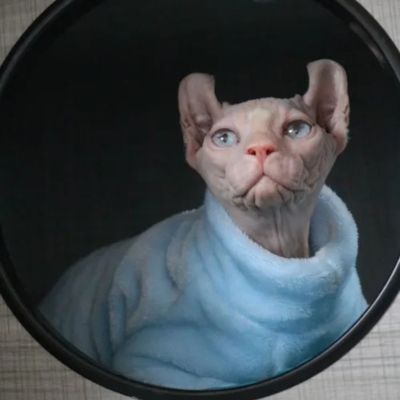 Chat sans peau sphynx les soins particuliers