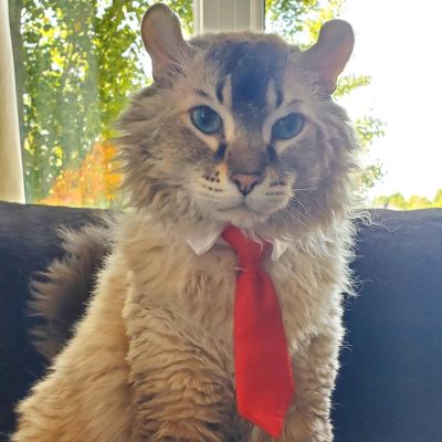 Collier pour chat | Cravate élégante - CHATisfait