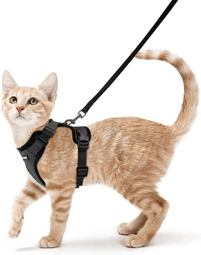 harnais-chat-noir gris