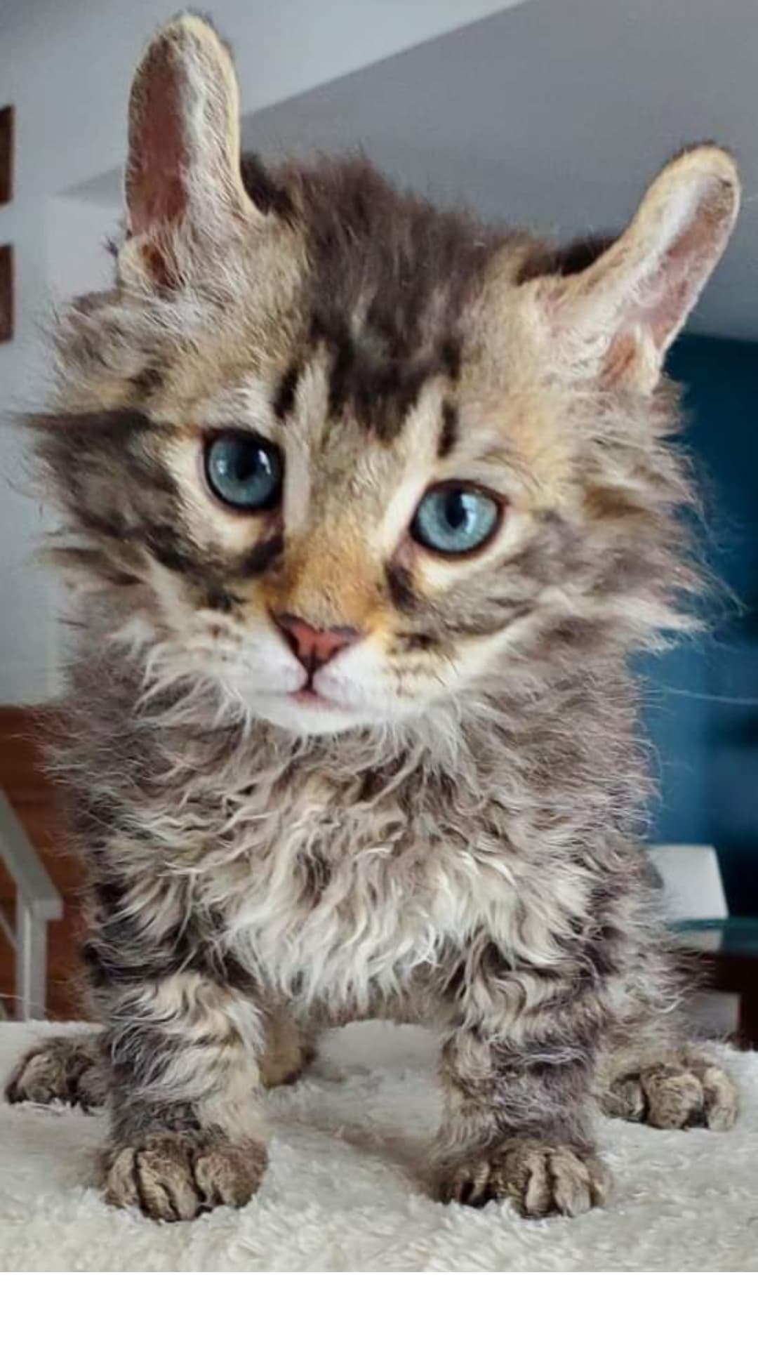 Chaton aux yeux bleus