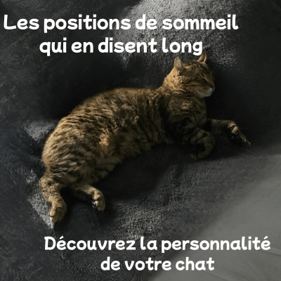 Et si votre panier chat n'était pas adapté à votre  poilu ! Découvrez ce qu'indique les positions de sommeil de votre chat sur sa personnalité. - CHATisfait