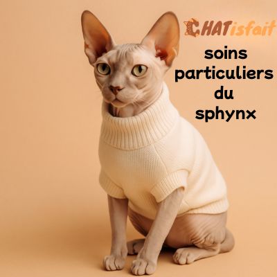 Les soins particuliers chat sphynx