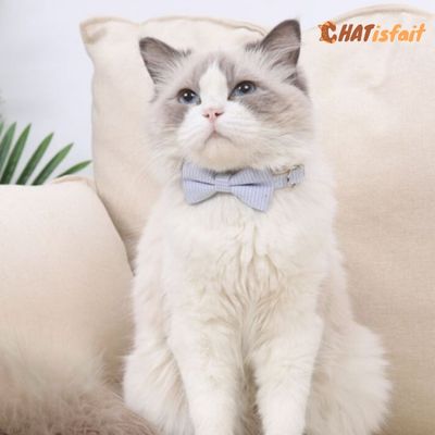 Collier chat | nœud papillon - CHATisfait