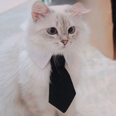 Collier pour chat | Cravate élégante noire - CHATisfait