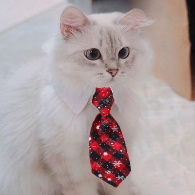 Collier pour chat | Cravate élégante très chic - CHATisfait