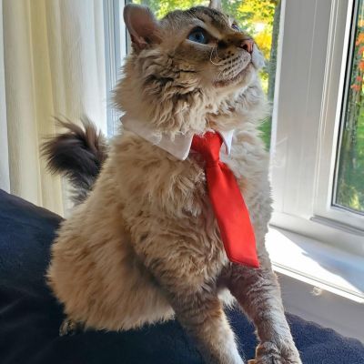 Collier pour chat | Cravate élégante rouge- CHATisfait