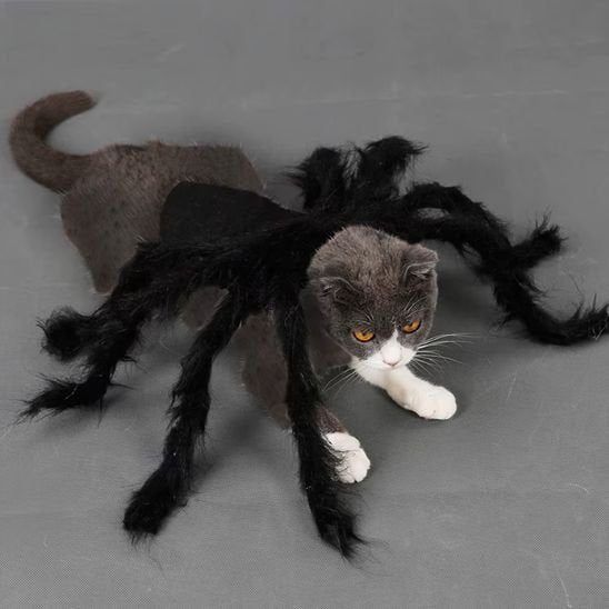 Déguisement pour chat | Araignée - CHATisfait