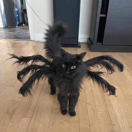 Déguisement pour chat | Araignée - CHATisfait