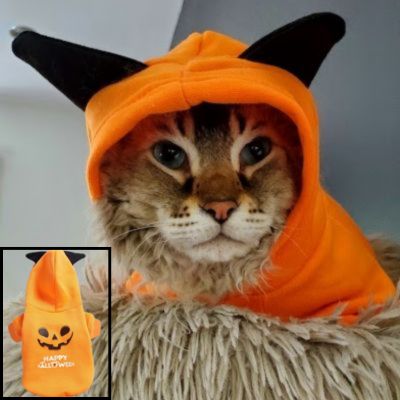 Déguisement pour chat | citrouille endiablée - CHATisfait