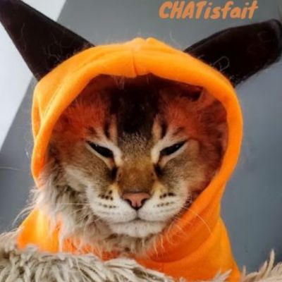 Déguisement pour chat | citrouille endiablée - CHATisfait