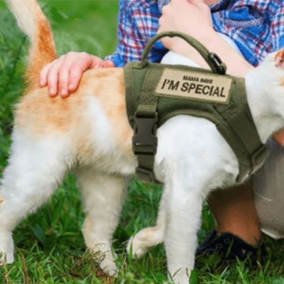 harnais chat anti fugue - CHATisfait