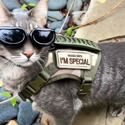 harnais chat anti fugue - CHATisfait