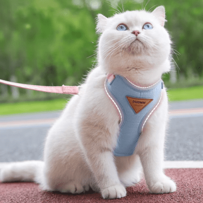 Harnais-chat-bleu