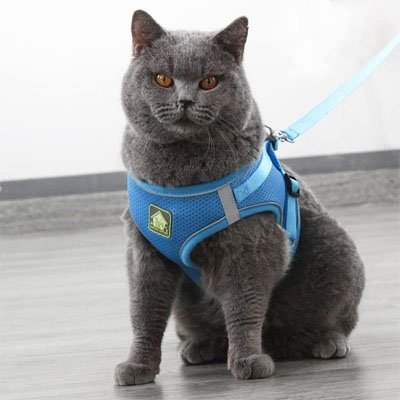 Harnais pour chat confort sécure bleu