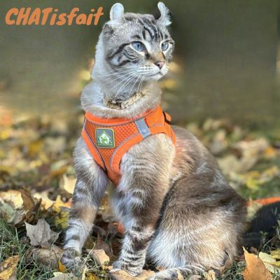 Harnais chat comfortfit orange