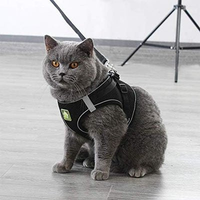 Harnais pour chat confort sécure noir