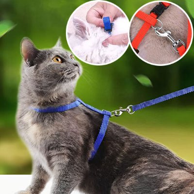 Harnais-pour-chat-corde bleue