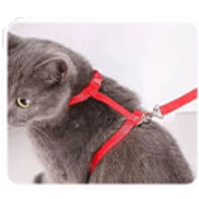 Harnais-pour-chat-corde rouge