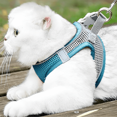 Harnais-pour-chat-catlover turquoise
