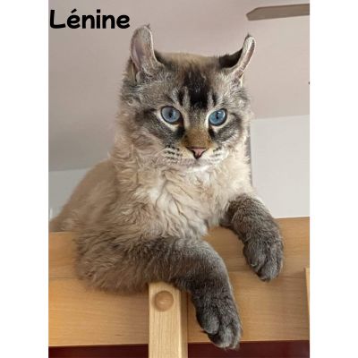 Portrait personnalisé de votre chat | CHATisfait - CHATisfait