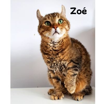 Portrait personnalisé de votre chat | CHATisfait - CHATisfait