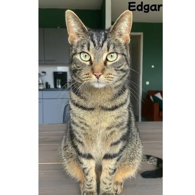 Portrait personnalisé de votre chat | CHATisfait - CHATisfait