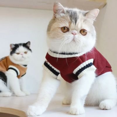 Pull pour chat chic et douillet rouge