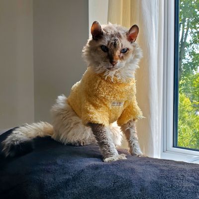 Pull pour chat confortable jaune